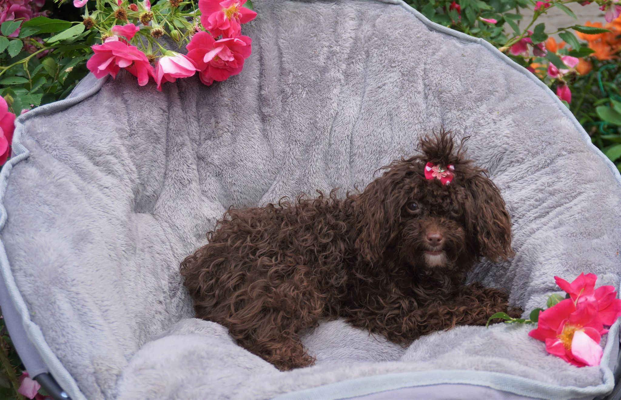 Yorkipoo
